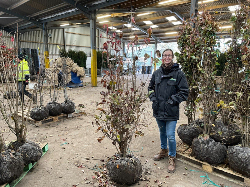Cornus Kousa Chinensis Multi Stem 150/175cm Pre Order/Ready For June