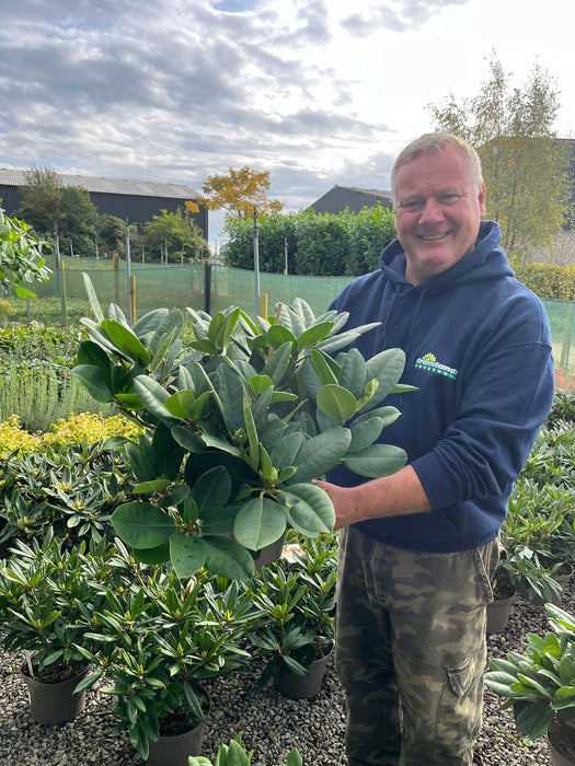 Rhododendron Hybrid Germania 5 Litre Pot