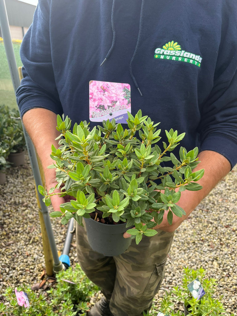 Rhododendron Ramapo 13cm Pot