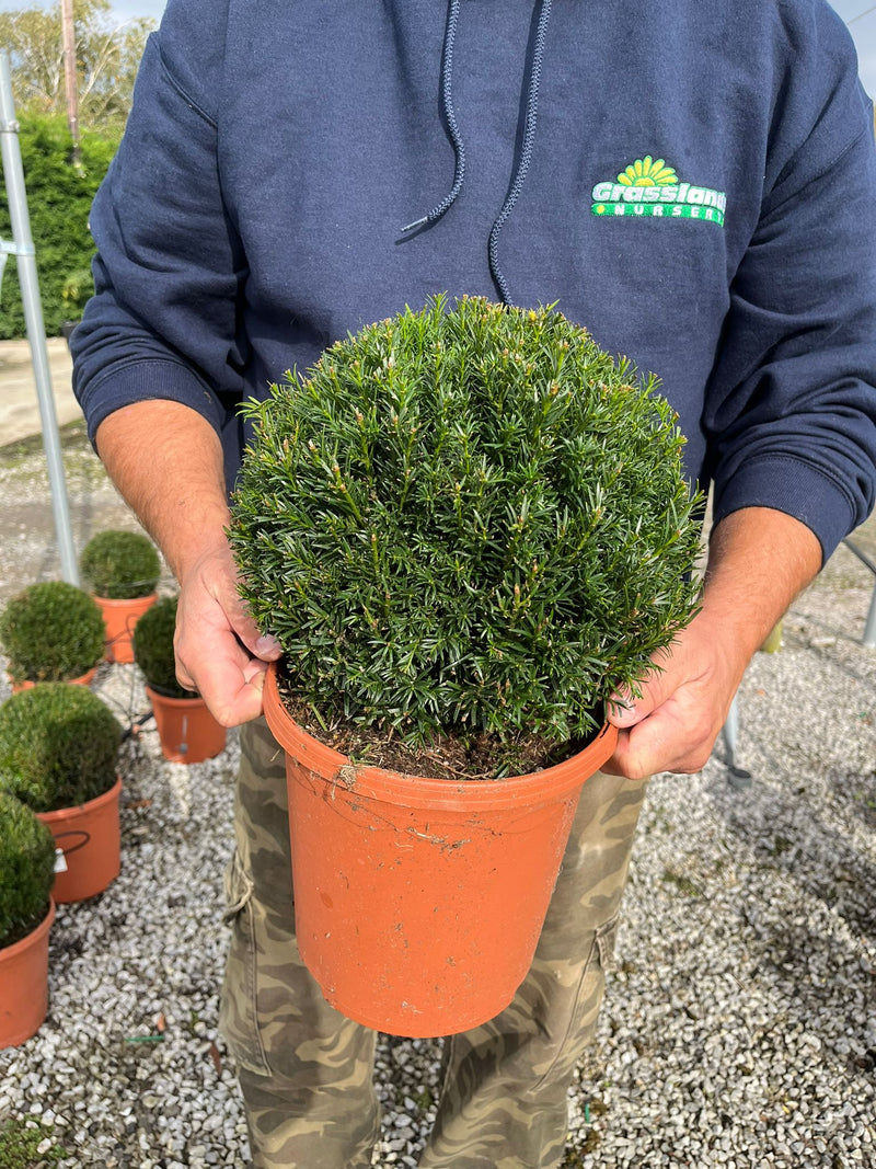 Yew Ball 6 Litre Pot 25cm
