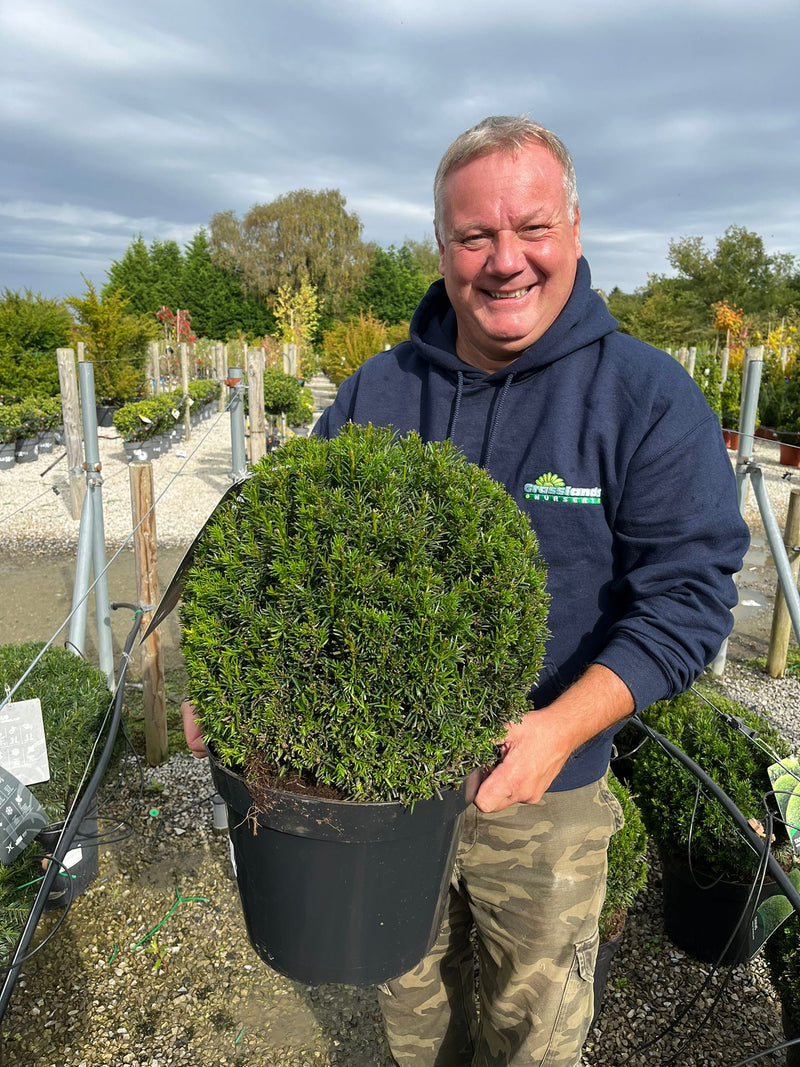Yew Ball 40cm