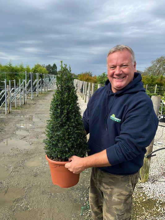 Yew Cone 4 Litre Pot 50-60cm