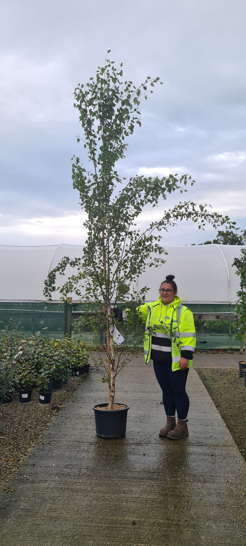 Betula Pendula Fastigiata Joes 25 Litre Pot