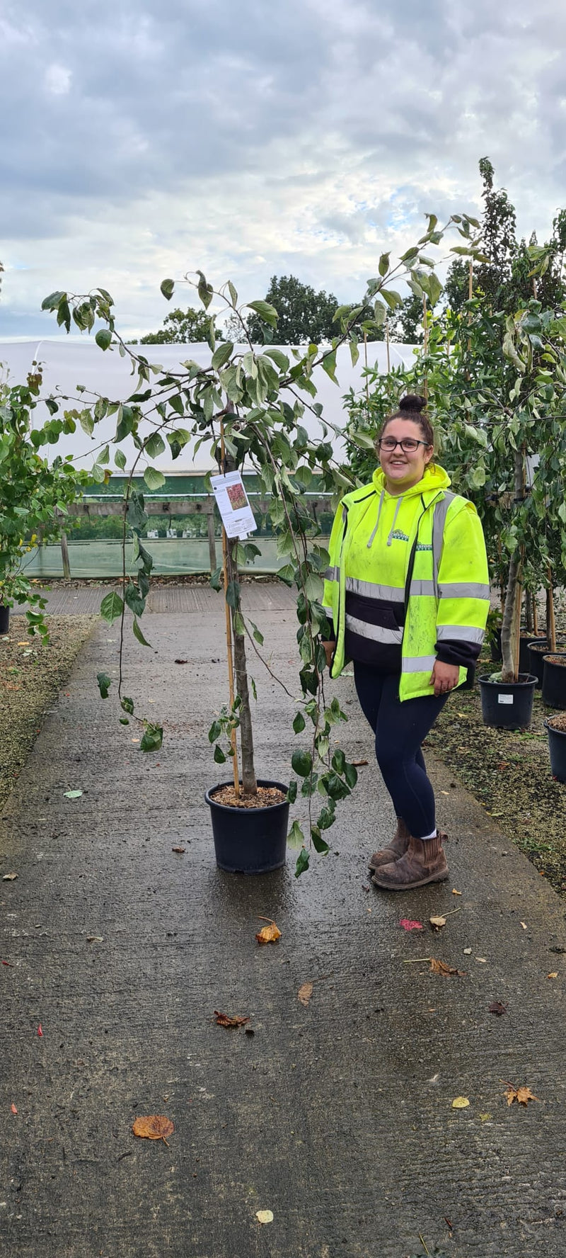 Malus Cheal's Weeping Half Standard 15 Litre Pot