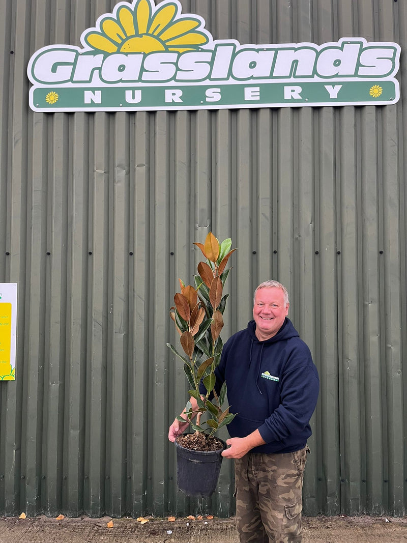 Magnolia Grandiflora Gallisoniensis 9 Litre Pot
