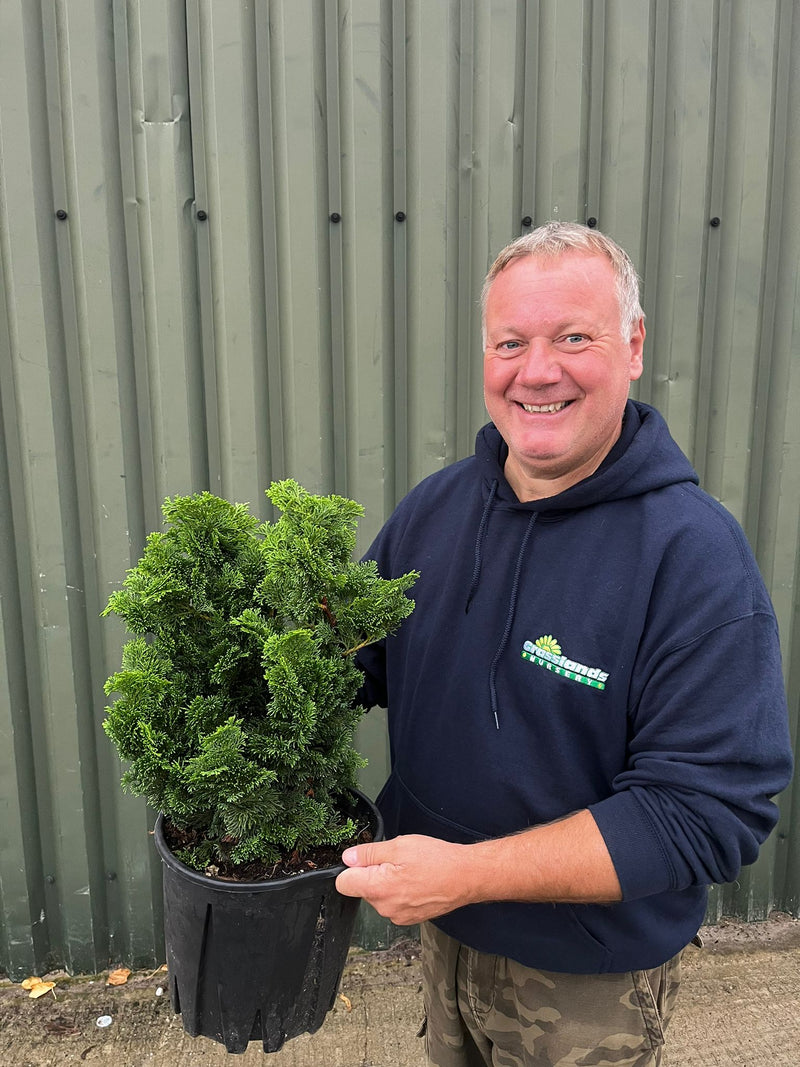 Chamaecyparis Obtusa Nana Gracilis 9 Litre Pot