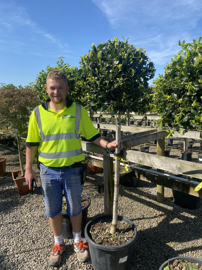 Ilex Nellie Stevens Half Standard 35 Litre Pot