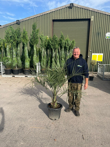 Butia Capitata 25 Litre Pot