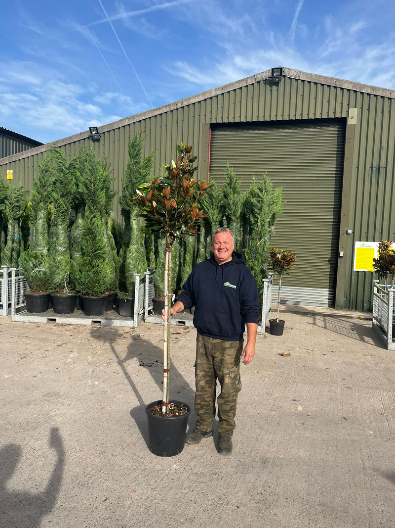 Magnolia G. Little Gem 25 Litre Pot 3/4 Standard
