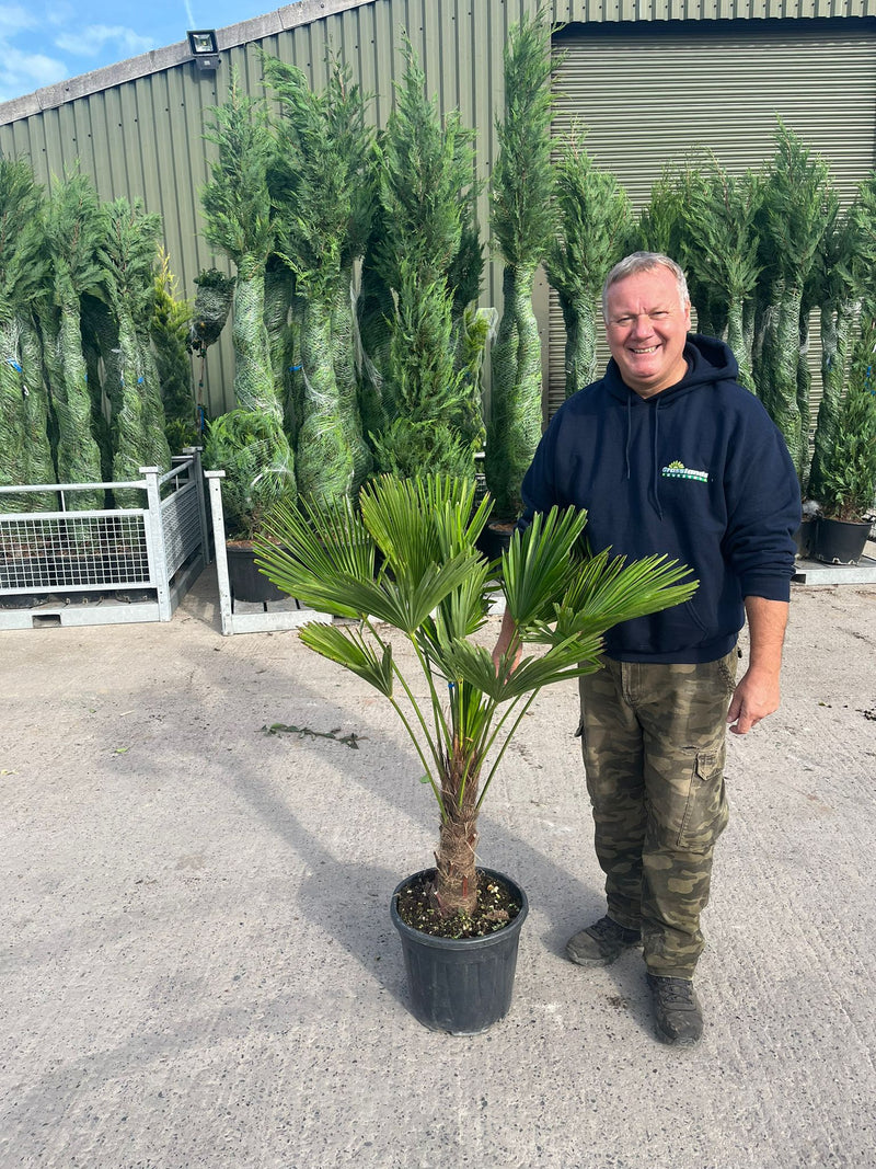 Trachycarpus Wagnerianus 18 Litre Pot 20/30cm Trunk