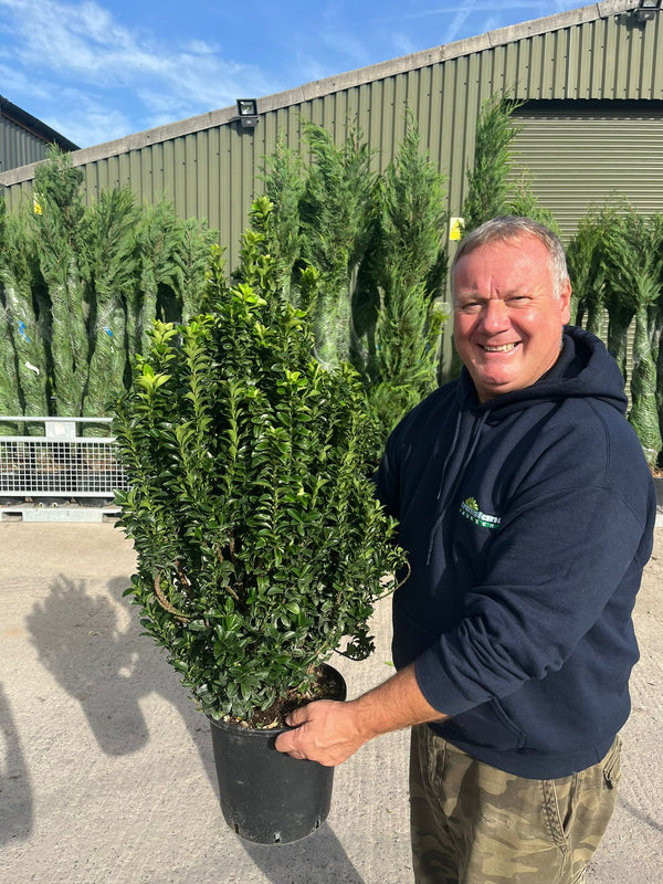 Big Deal Euonymus Jap. Green Spire Root Ball Pot 40-50cm x 40