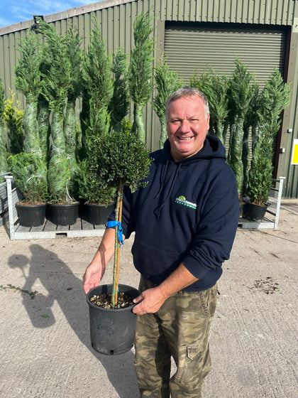 Ilex Crenata Glory Gem 7 Litre Pot 1/4 Standard