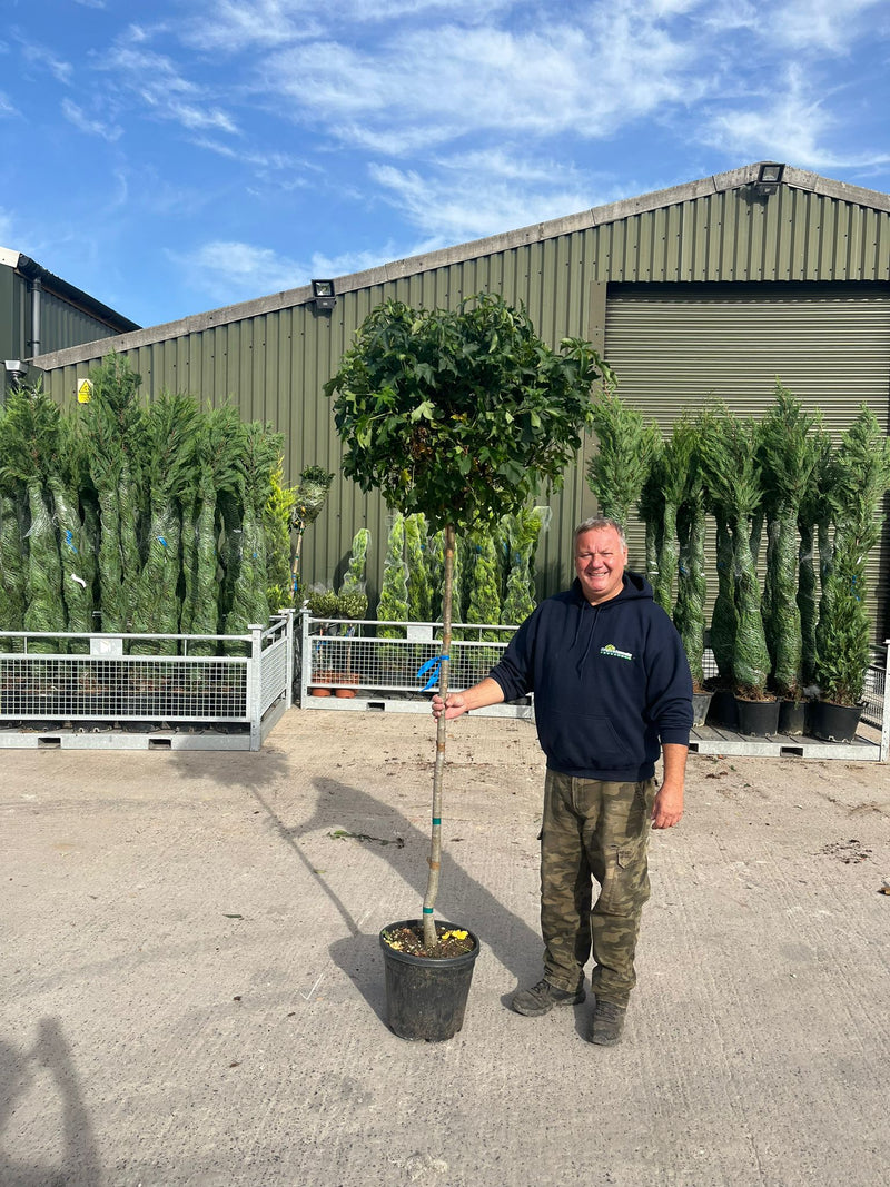 Liquidambar s. Gumball 20 Litre Pot 150cm Stem