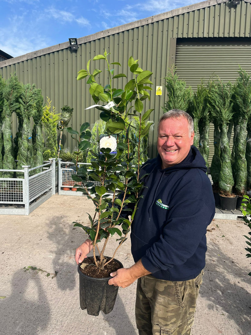 Camellia Mme Henri Cormerais 15 Litre Pot