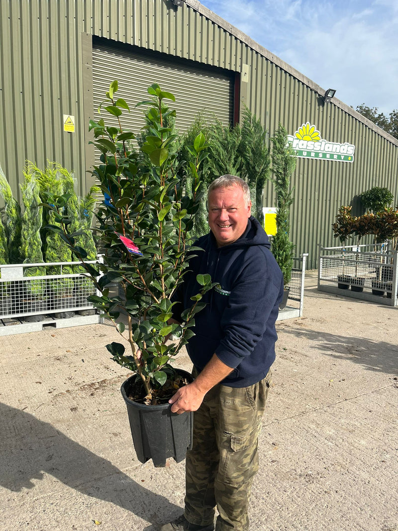 Camellia jap. Rosedales Beauty 18 Litre Pot