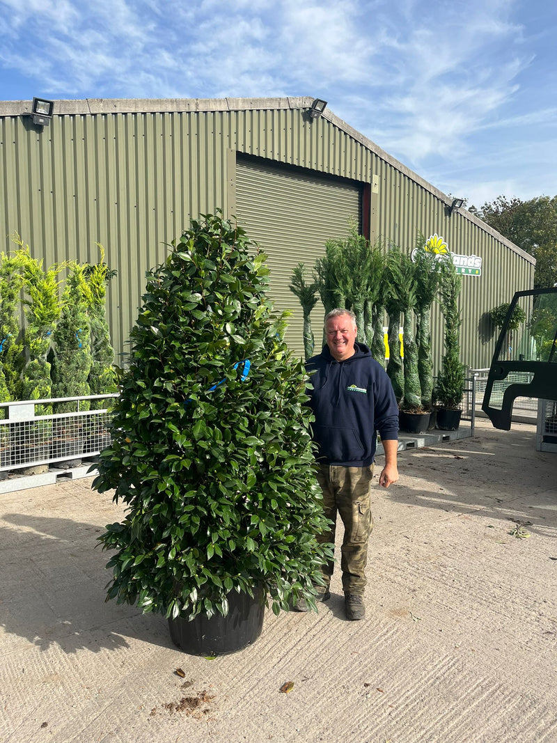Camellia Japonica Nuccio's Pearl 110 Litre Pot 175/200cm
