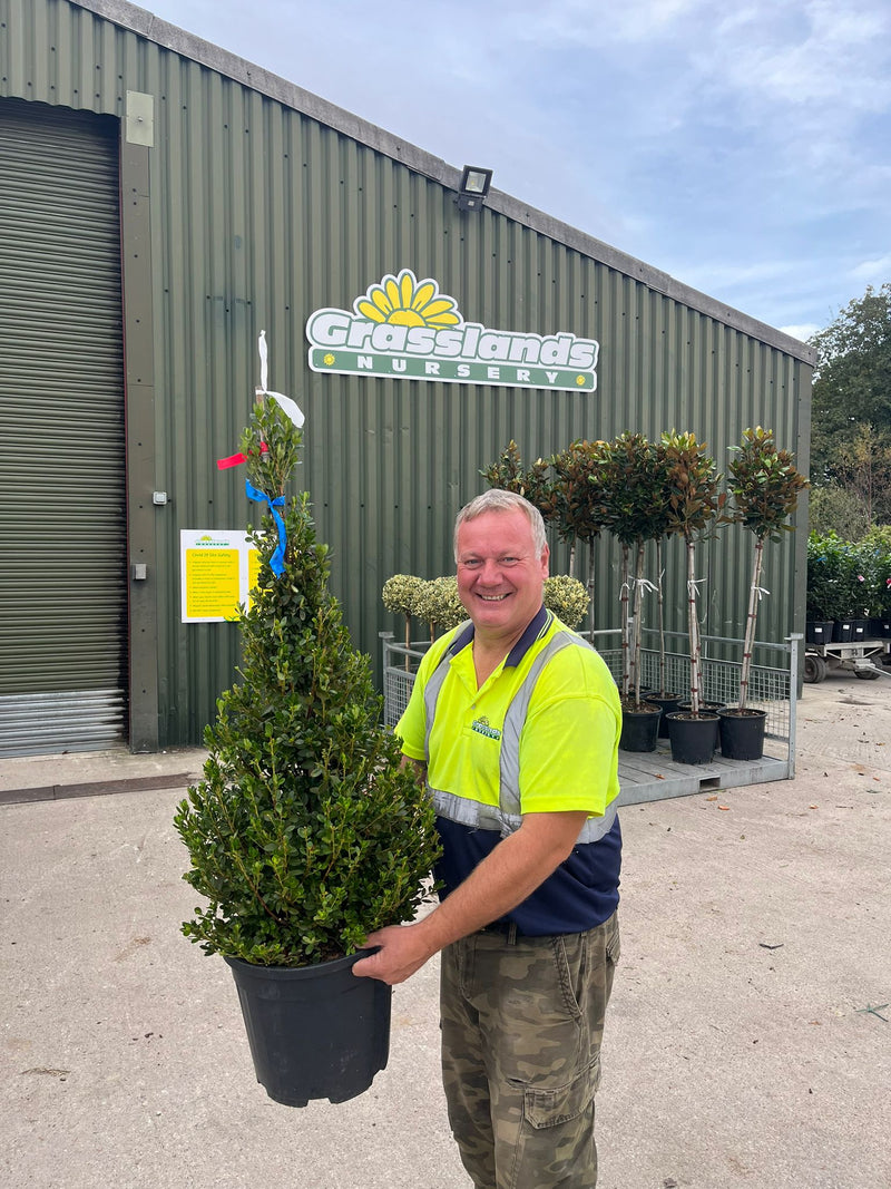 Azalea Jap. Red Cone 18 Litre Pot 100/120cm