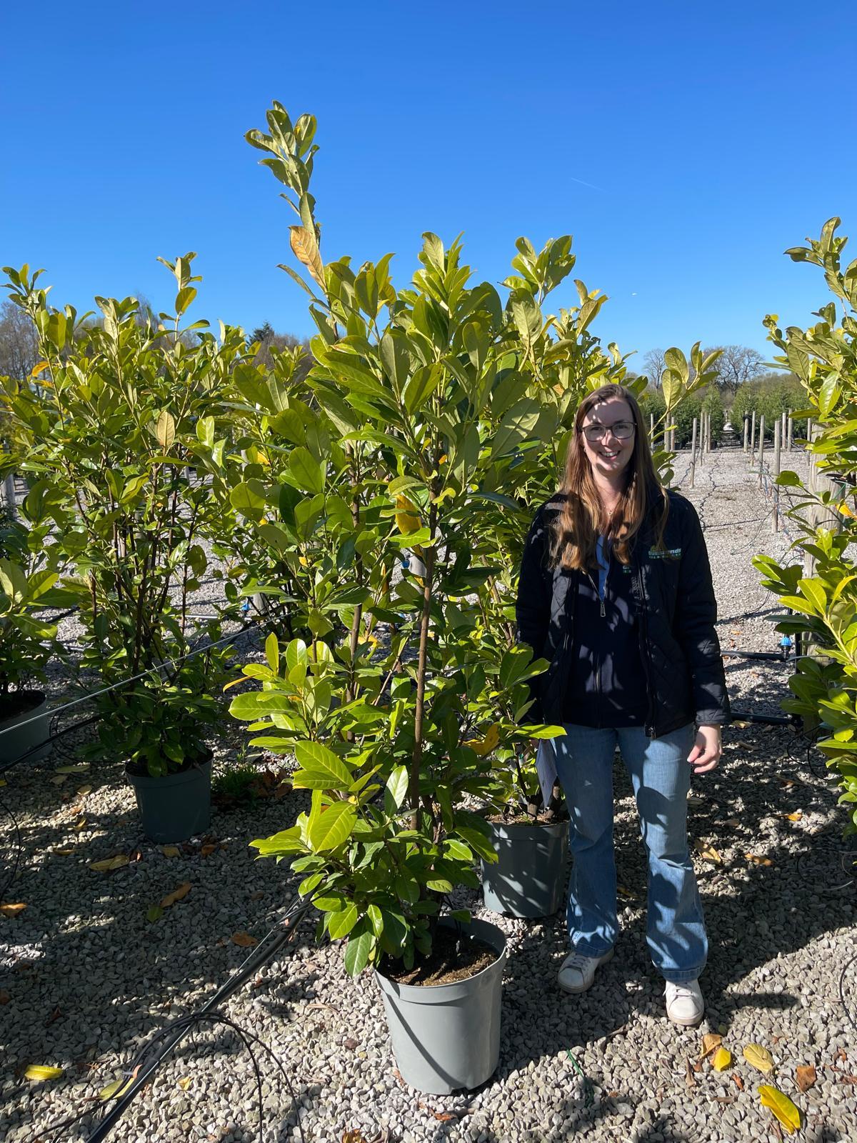Laurel Hedging, Cherry Laurel 20 Litre Pot 170/180cm Seconds Quality