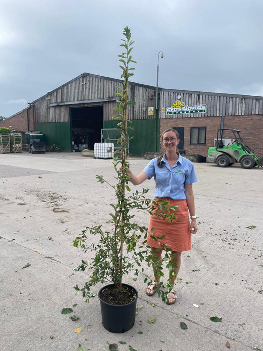 Exochorda The Bride 20 Litre Pot 175/200cm
