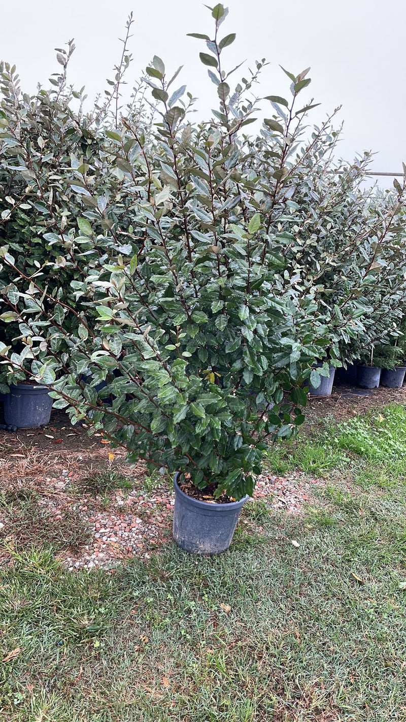 Elaeagnus x Ebbingei Compacta 18 Litre Pot 14060cm