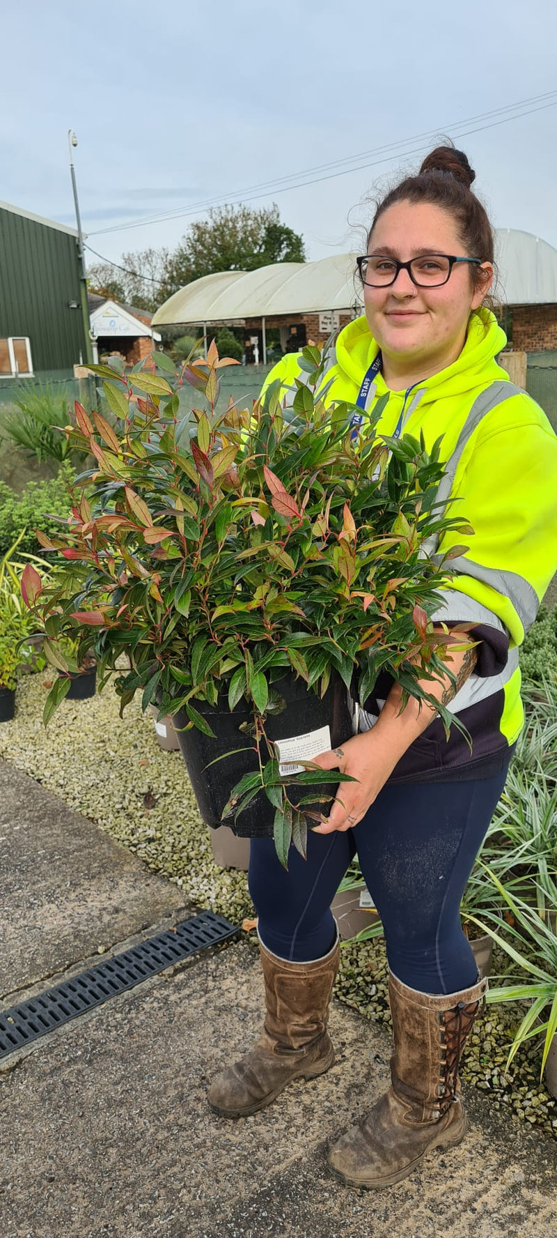 Leucothoe Scarletta 10 Litre Pot