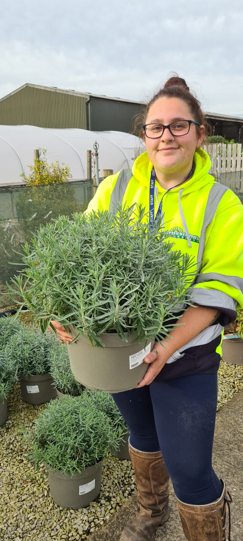 Lavender Grosso 10 Litre Pot