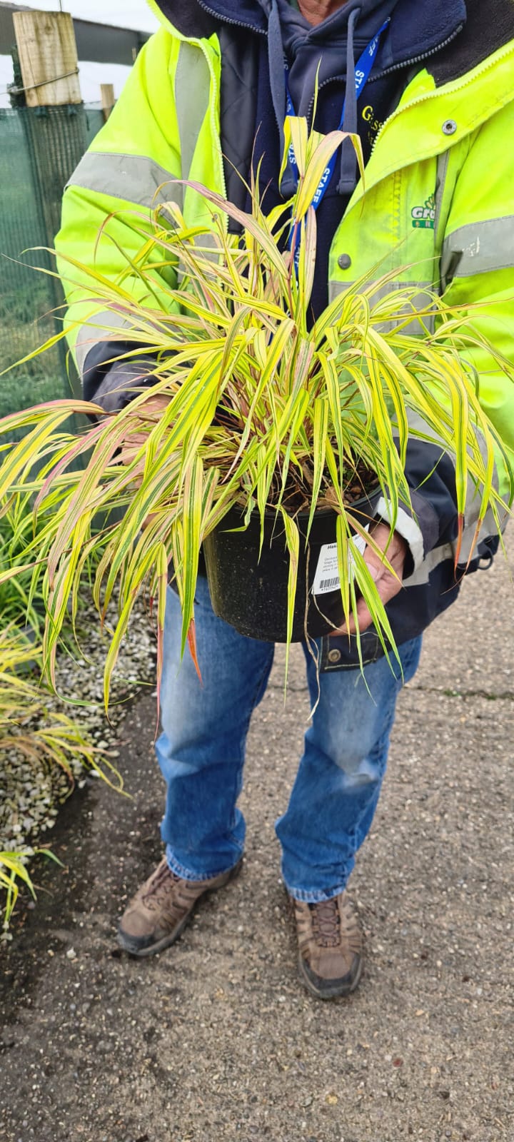 Hakonechloa Aureola 2 Litre Pot