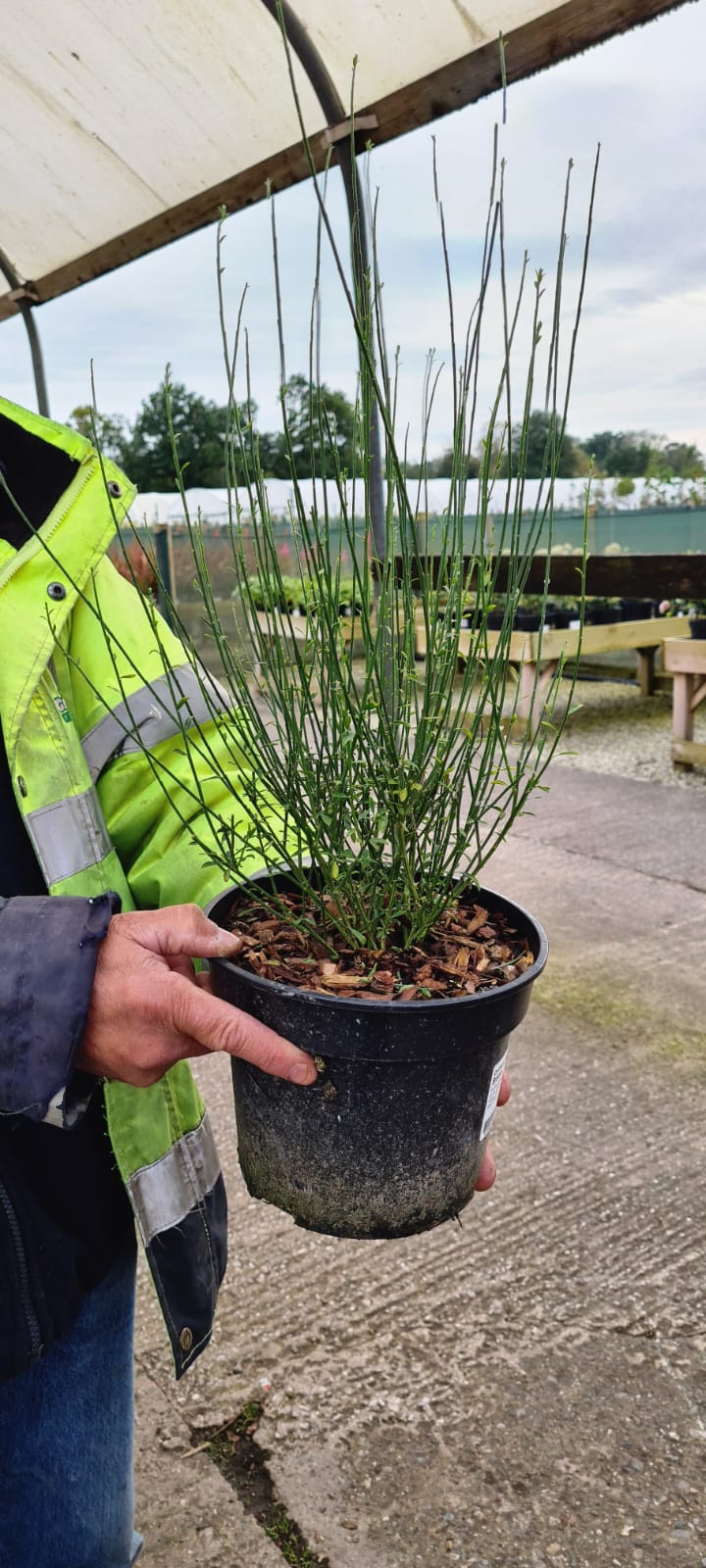 Cytisus Apricot Gem 3 Litre Pot