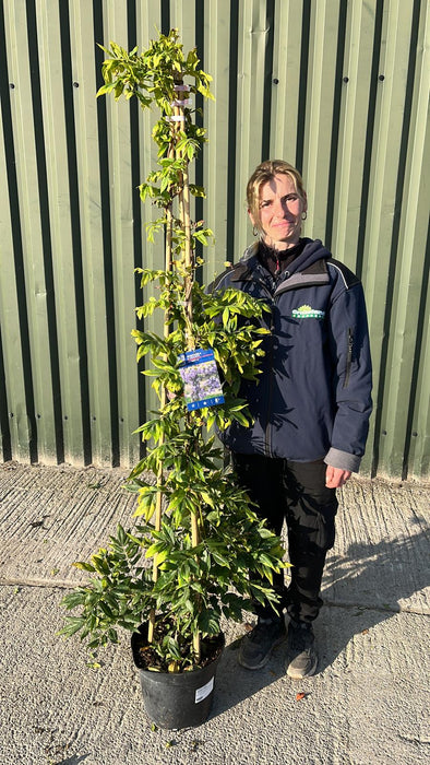 Wisteria V Grande Diva Nathalie 10 Litre Pot