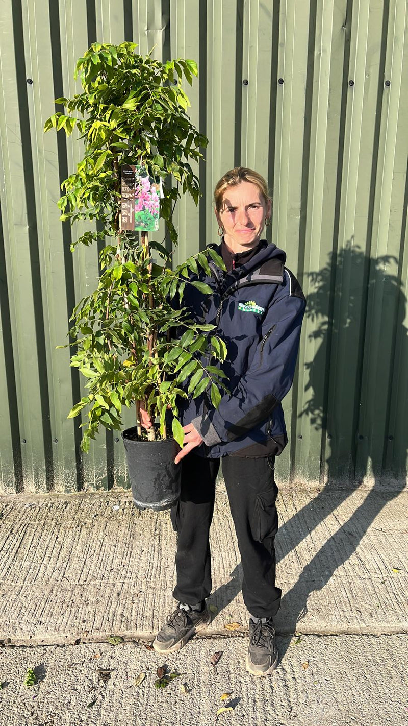 Wisteria Showa Beni 4 Litre Pot