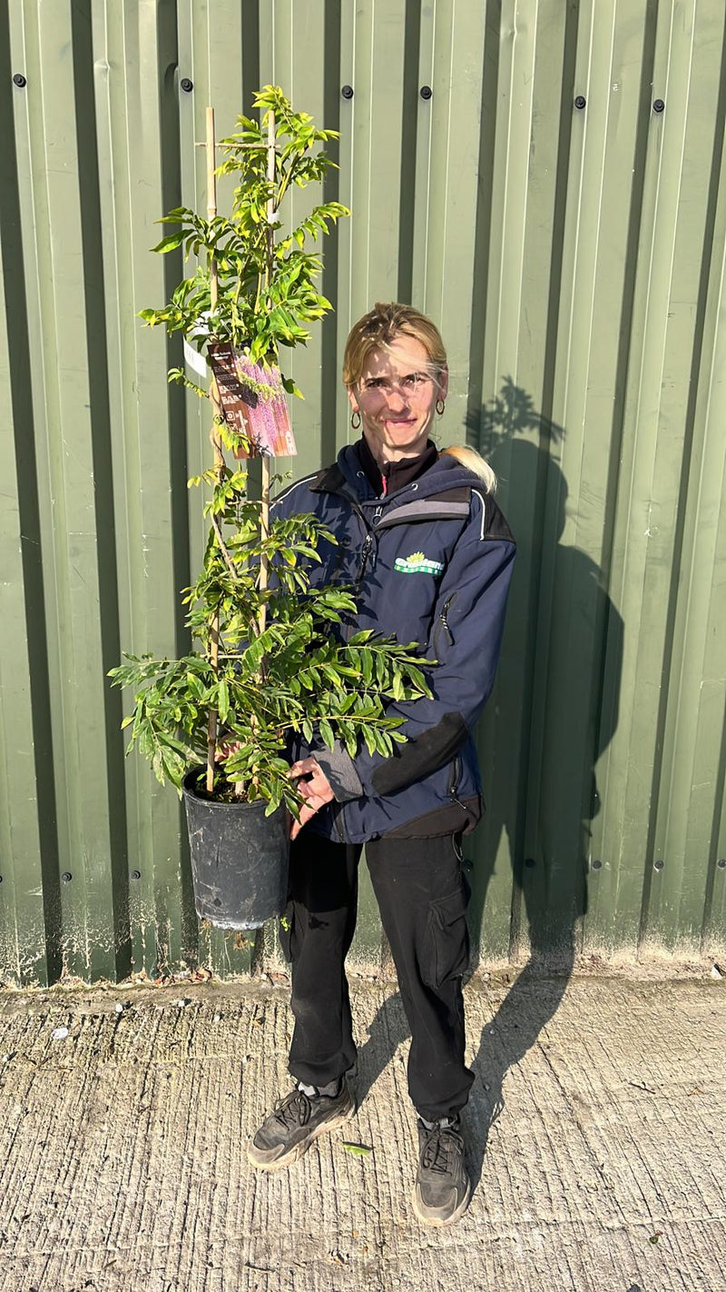 Wisteria Floribunda Macrobotrys 4 Litre Pot