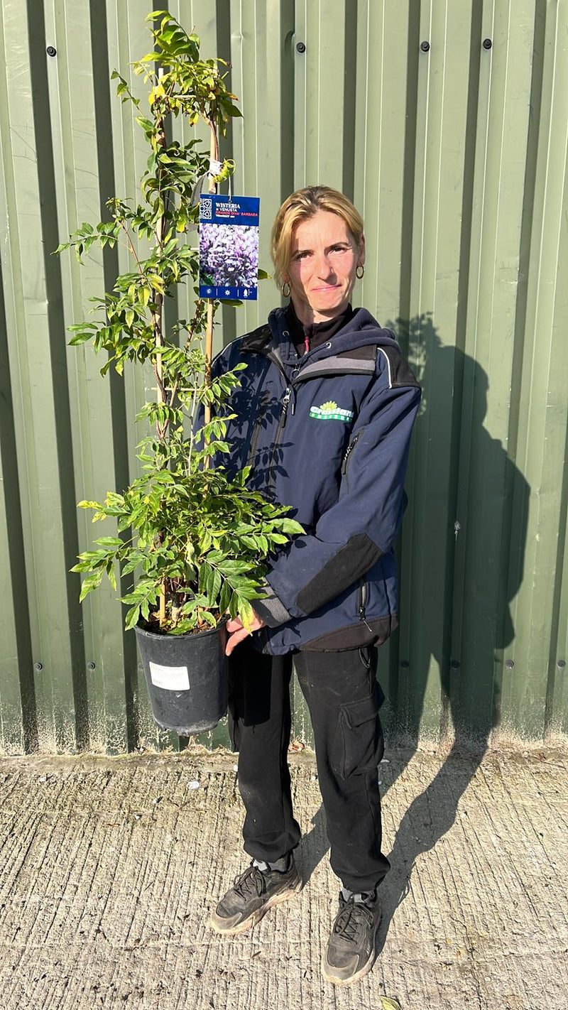 Wisteria V Grande Diva Barbara 4 Litre Pot