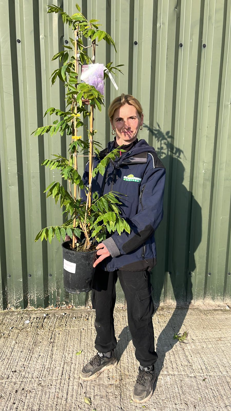 Wisteria  Floribunda Issai 4 Litre Pot