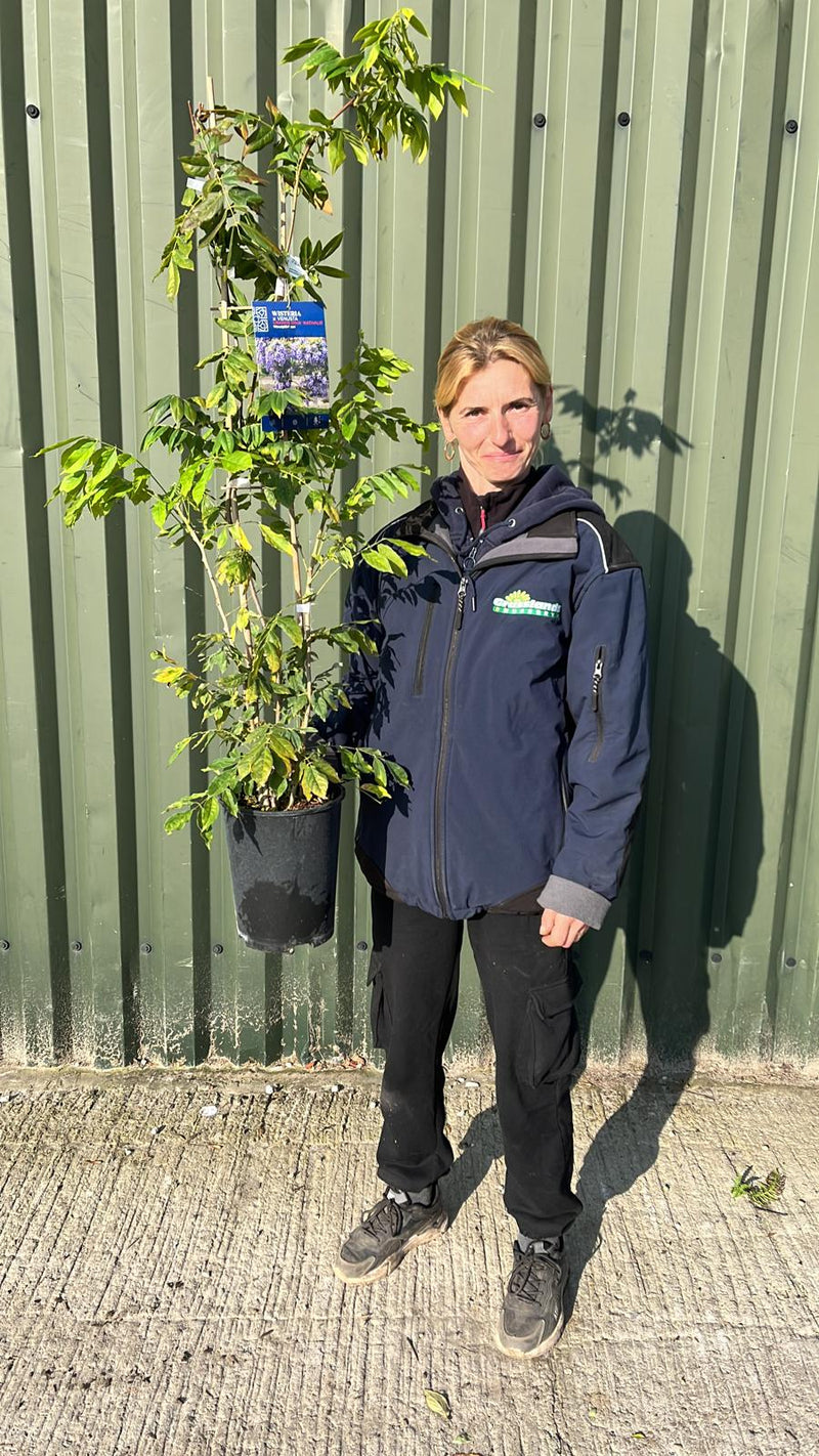 Wisteria V Grande Diva Nathalie 4 Litre Pot