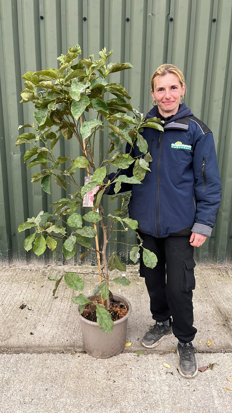 Magnolia Genie 15 Litre Pot