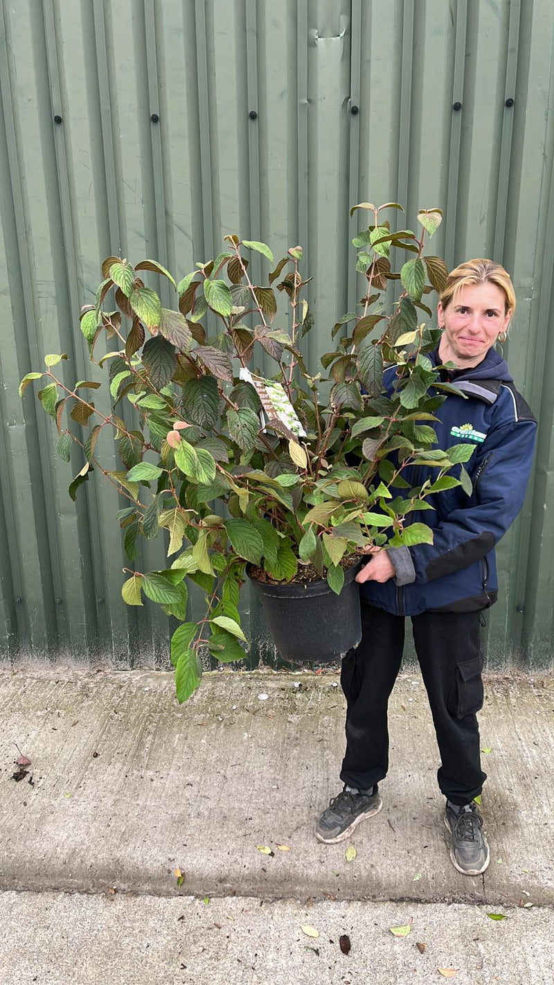 Viburnum plicatum Mariesii Great Star 10 Litre Pot
