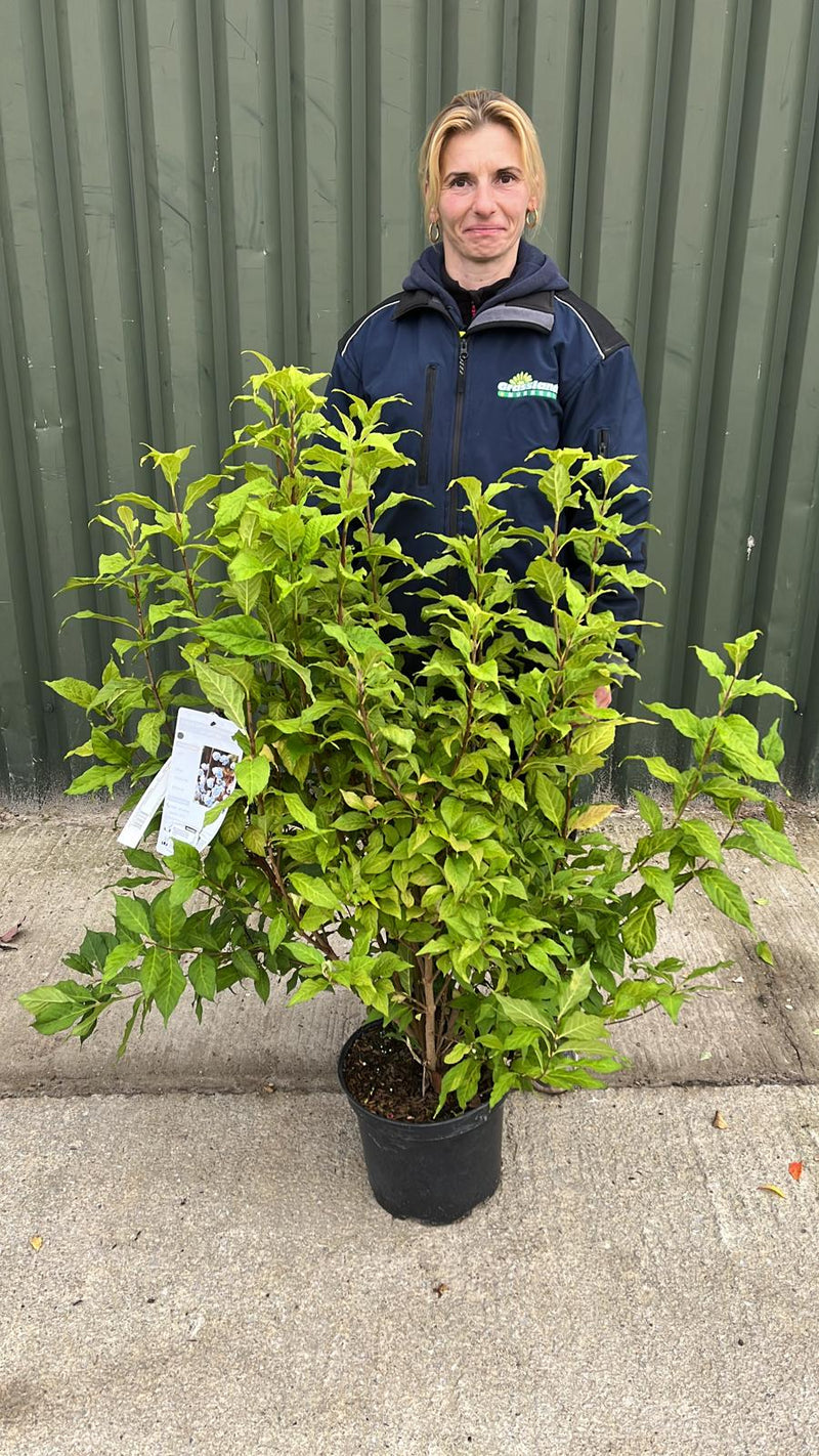Callicarpa Magical Snowstar 10 Litre Pot