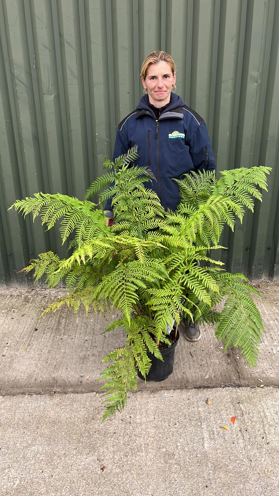 Tree Fern Dicksonia Antarctica 5 Litre Pot
