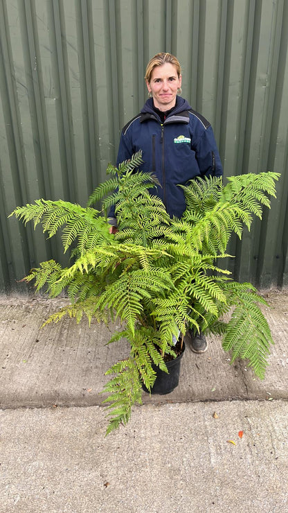 Tree Fern Dicksonia Antarctica 5 Litre Pot