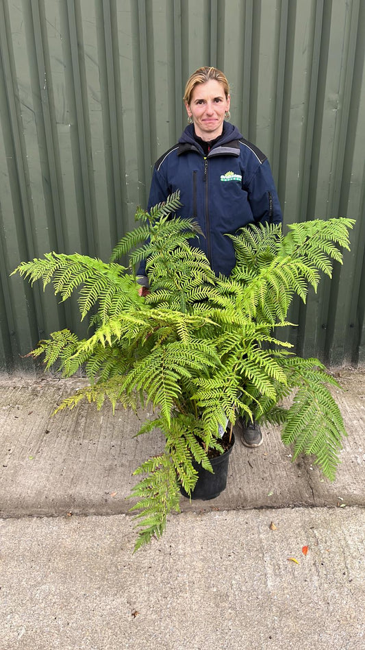Tree Fern Dicksonia Antarctica 5 Litre Pot
