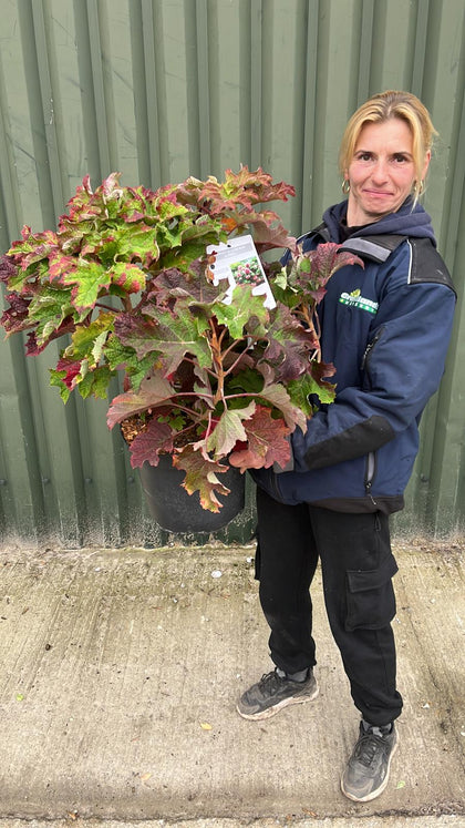 Hydrangea quercifolia Ruby Slippers 10 Litre Pot