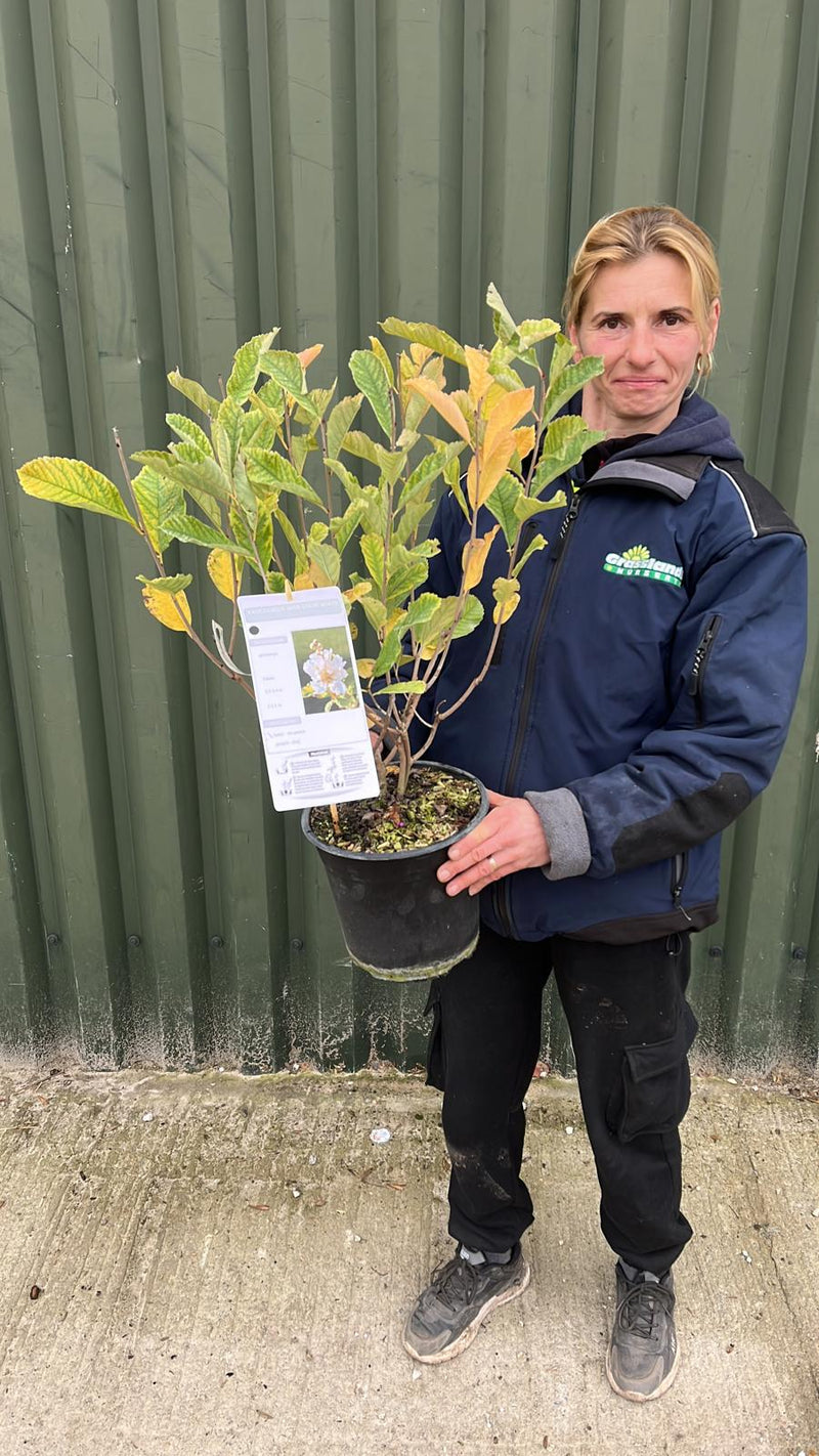 Exochorda serratifolia Snow White 4.5 Litre Pot