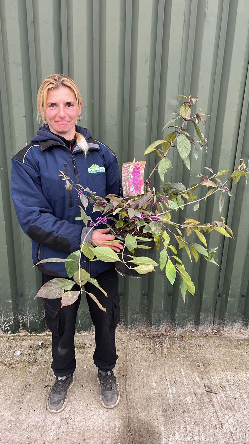 Callicarpa Imperial Pearl 4.5 Litre Pot