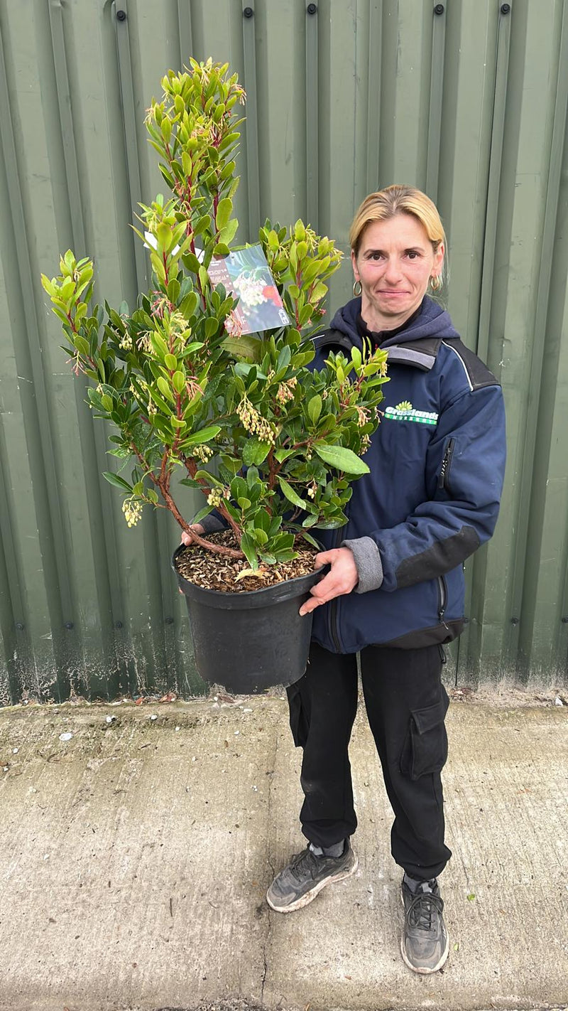 Arbutus Unedo Atlantic 10 Litre Pot