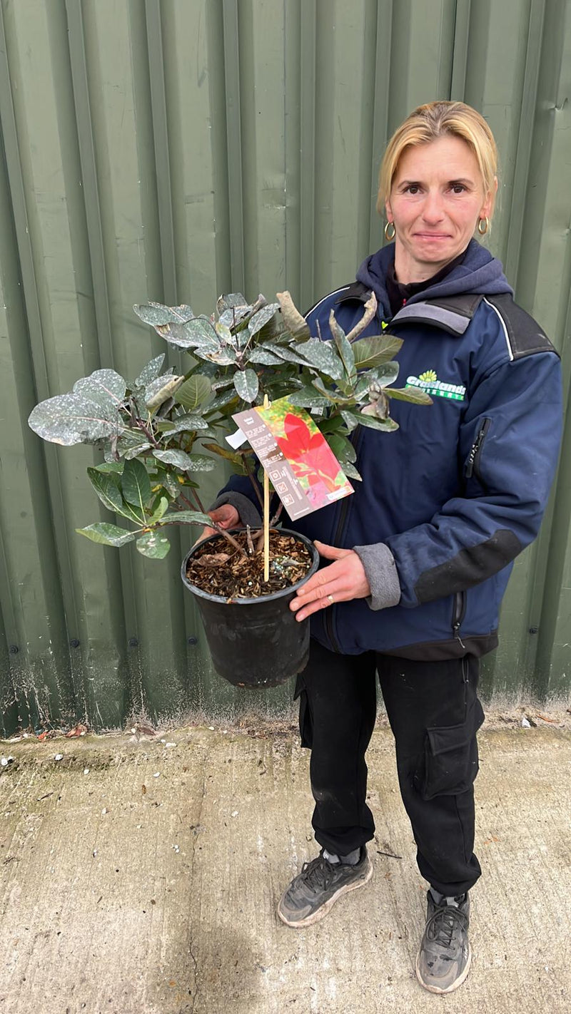 Cotinus Grace 4.5 Litre Pot