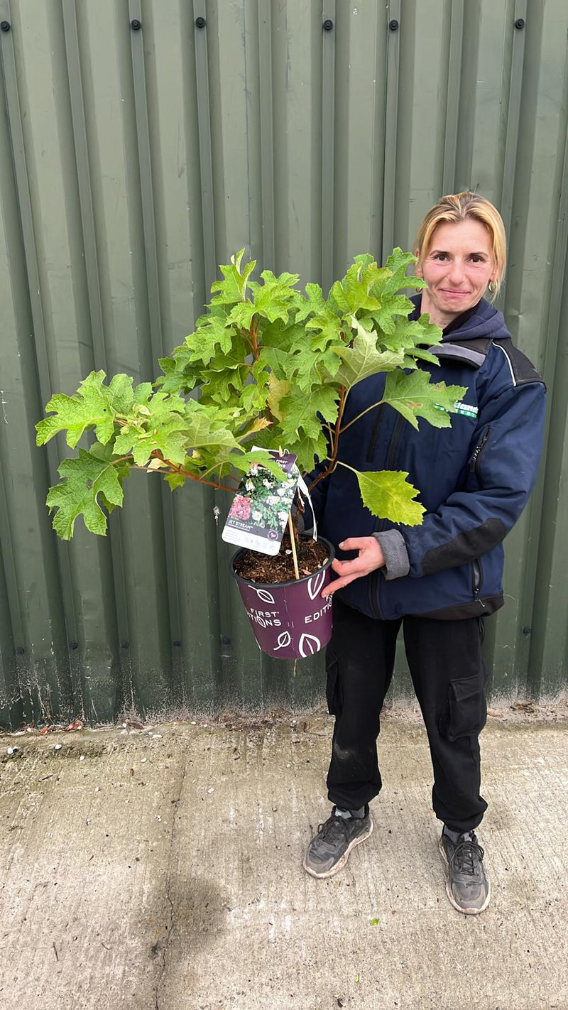 Hydrangea Quercifolia Jetstream 4.5 Litre Pot