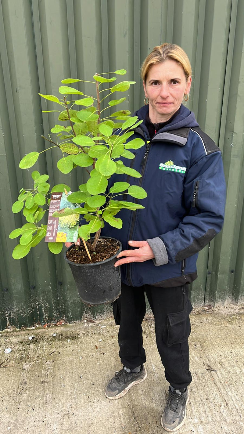 Cotinus Golden Spirit 3L