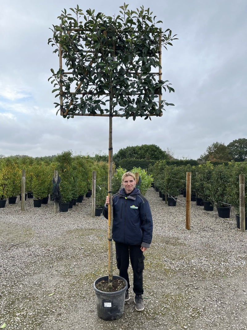 Photinia Red Robin Pleached 180/190cm Full Standard 8/10 Girth 110x120 Frame