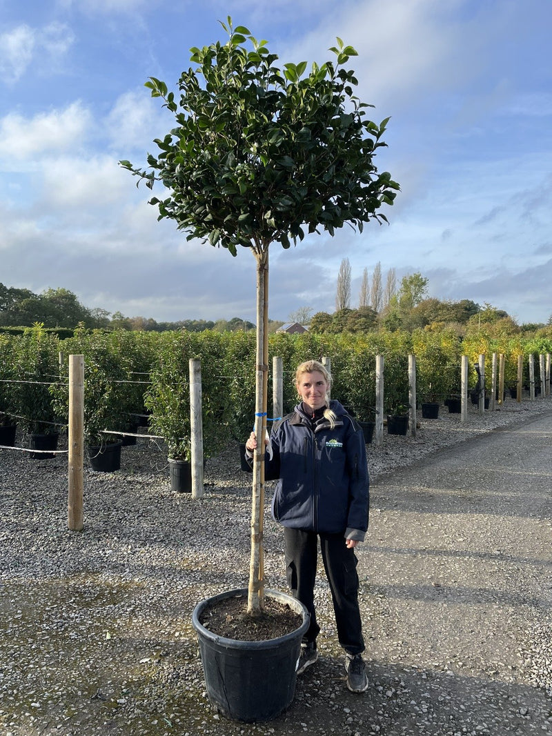 Camellia Japonica Full Standard 45 Litre Pot 80cm Girth