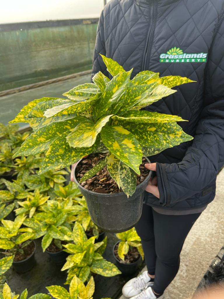 Aucuba Japonica Mr Goldstrike 3 Litre Pot